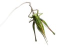 Female wart-biter, a bush-cricket Royalty Free Stock Photo