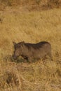 Female wart hog Royalty Free Stock Photo