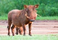 Female Warthog Royalty Free Stock Photo