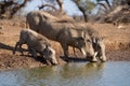 Female warthog and her two piglets having a drink at a waterhole. Royalty Free Stock Photo