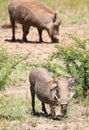 Female warthog on knees