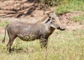 Female warthog looking far ahead