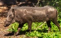 Female Warthog Phacochoerus africanus
