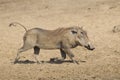 Female Warthog (Phacochoerus africanus) running, South Africa Royalty Free Stock Photo