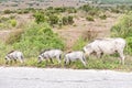 Female warthog with three piglets