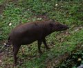 A female warthog at zoo 3