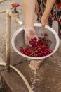 Female washing bowl of fresh cherries with water