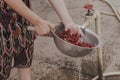 Female washing bowl of fresh cherries with water