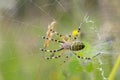 Female wasp spider (Agriope bruennichi).