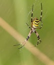 Female Wasp Spider