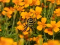 Female wasp spider (Argiope bruennichi) showing striking yellow and black markings on its abdomen hanging on spiral web