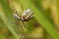 A female Wasp spider Argiope bruennichi wrapping up a grasshopper that has landed in her web.