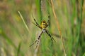 The female of a wasp spider is guarding its prey in the center of its web Royalty Free Stock Photo