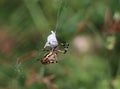 female wasp spider with wrapped prey Royalty Free Stock Photo