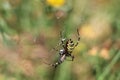 female wasp spider with wrapped prey Royalty Free Stock Photo