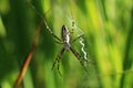 A female wasp spider in her web in summer in Bavaria