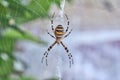 Female Wasp Spider lies in wait