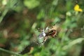 female wasp spider with wrapped prey Royalty Free Stock Photo