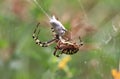 female wasp spider with wrapped prey Royalty Free Stock Photo