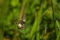 A female wasp spider in green grass