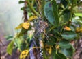 Female wasp spider or zebra spider on the web close up