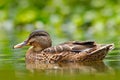 Female of Water bird Mallard, Anas platyrhynchos, with reflection in the water. Bird in the river. Animal in the river habitat. Gr