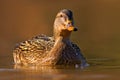 Female of Water bird Mallard, Anas platyrhynchos, with reflection in the water. Bird in the river. Animal in the river habitat.