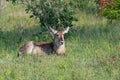 female water buck in the grass