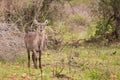 Female water buck in South Africa