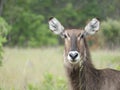 Female Water Buck