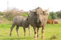 female water buffalo and her calf Royalty Free Stock Photo