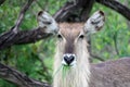 The female Waterbuck eats grass and looking at the camera