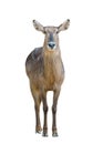 Female waterbuck isolated Royalty Free Stock Photo