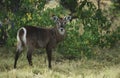 Female Waterbuck (Kobus ellipsiprymnus) Royalty Free Stock Photo