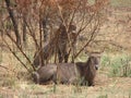 Waterbuck resting Royalty Free Stock Photo
