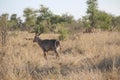 Female waterbuck with stunning side sunset light, Kruger NP, South Africa