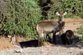 Female waterbucks