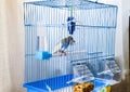 Female wavy parrot in a cage Royalty Free Stock Photo