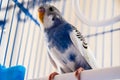 Female wavy parrot in a cage Royalty Free Stock Photo
