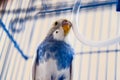 Female wavy parrot in a cage Royalty Free Stock Photo