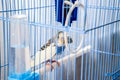Female wavy parrot in a cage Royalty Free Stock Photo