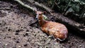 female west African Sitatunga, Tragelaphus spekei gratus Royalty Free Stock Photo