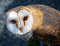 Female western barn owl Royalty Free Stock Photo