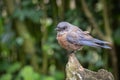 Female western bluebird