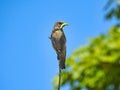 Female Western Bluebird, Sialia mexicana