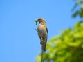 Female Western Bluebird, Sialia mexicana