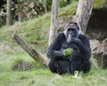 Female Western Gorila