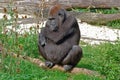 Female Western lowland gorilla