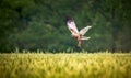 Female Western marsh harrier, Circus aeruginosus, bird of prey in flight searching and hunting above a field Royalty Free Stock Photo
