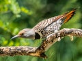 Female Red Shafter Flicker